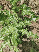 Chardon Marie (ph. Mrugala F., Venerieu, mai 2024)(6)